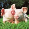 Використання кормових добавок для свиней